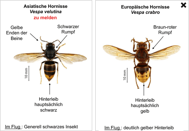 Asiatische Hornisse