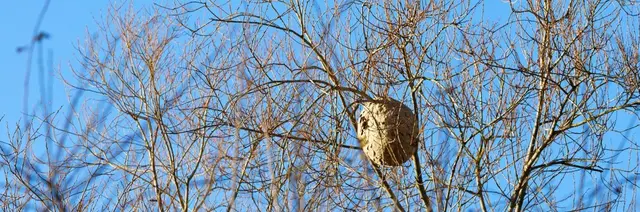Nest Asiatische Hornisse